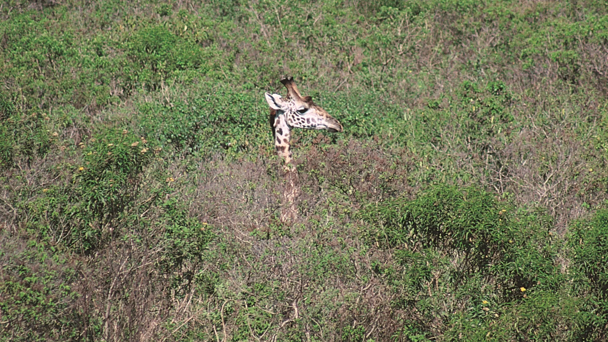 Mit dem Mountainbike durch den Arusha Nationalpark